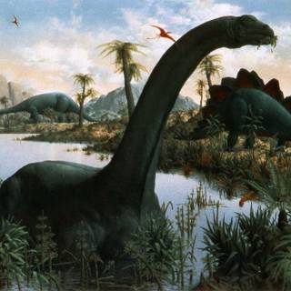 Baby Brontosauruses wallpaper