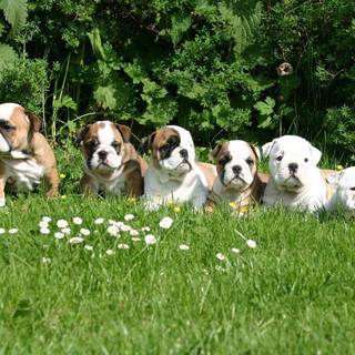 Bulldog puppies wallpaper
