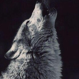 Aesthetic wolf wallpaper