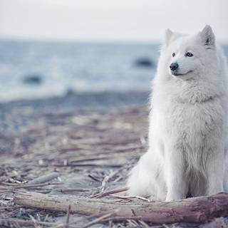 Samoyed dog wallpaper