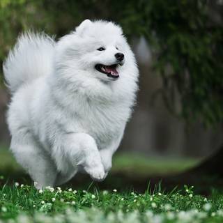 Samoyed dog wallpaper