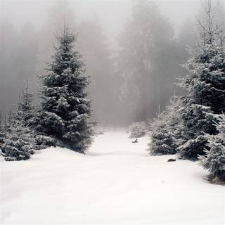 Aerial view snow covered forest wallpaper