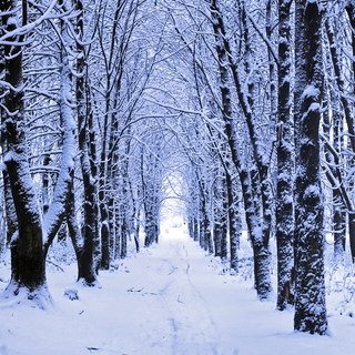 Winter woods art wallpaper