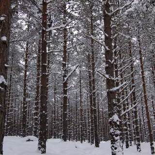 Winter woods art wallpaper