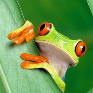 Aesthetic frog wallpaper