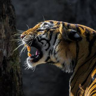 Tiger roar wallpaper
