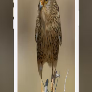 PUBG falcon wallpaper