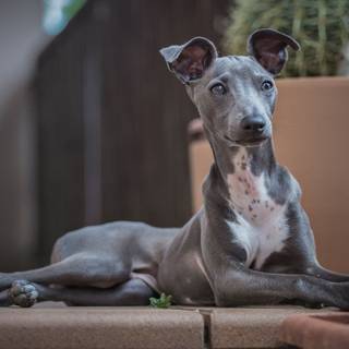 Greyhounds wallpaper