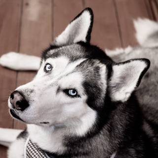 White Husky wallpaper