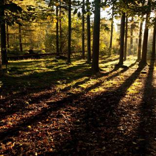 Mystical sunrise wallpaper