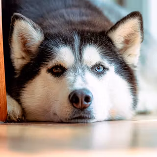 Cute Huskies wallpaper