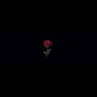 Sad roses wallpaper