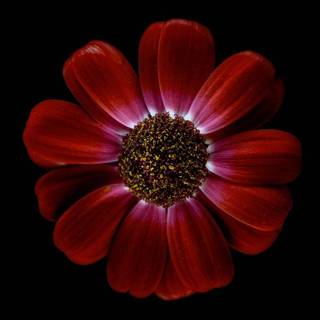 Amoled plants wallpaper