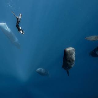 Sperm whale wallpaper