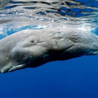 Sperm whale wallpaper
