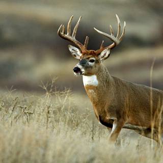 White deer wallpaper