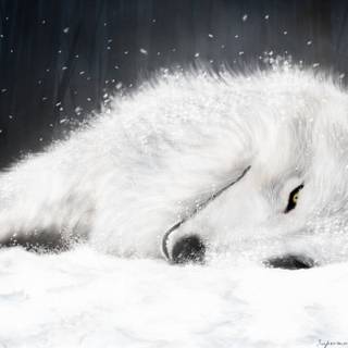 Black and white wolf wallpaper
