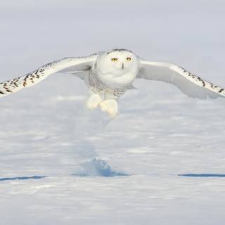 Winter owls wallpaper