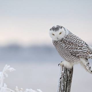 Winter owls wallpaper