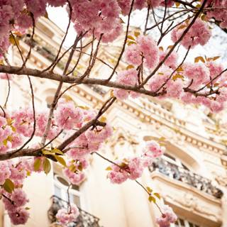 Pink Paris wallpaper