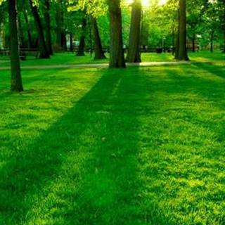 Android green park wallpaper