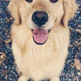 Cute Golden Retrievers wallpaper