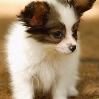 iPhone animals wallpaper