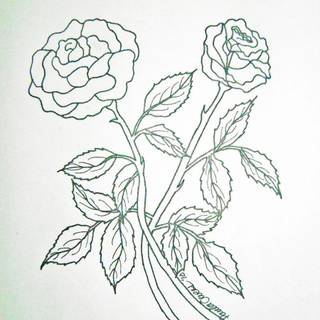 Rose drawing wallpaper