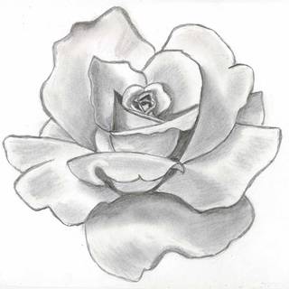 Rose drawing wallpaper