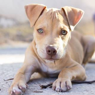 Pit Bull dogs wallpaper