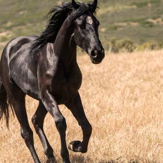 Black beauty horse wallpaper