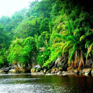 Amazon jungle wallpaper