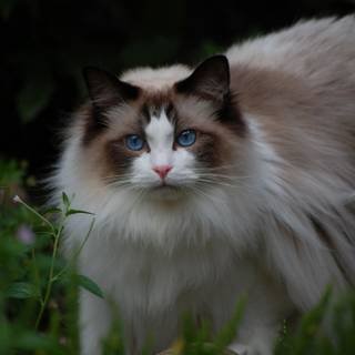 Ragdoll cat wallpaper