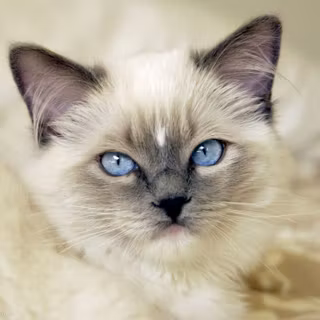 Ragdoll cat wallpaper