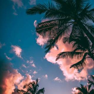 Palm tree sunset wallpaper