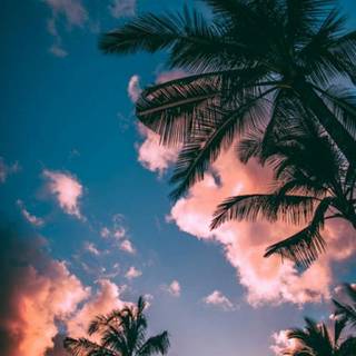 Palm tree sunset wallpaper