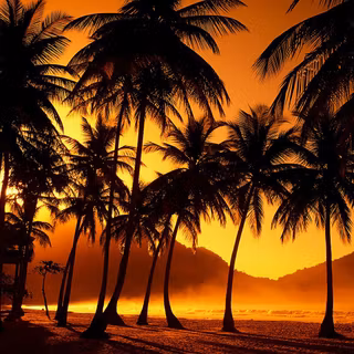 Palm tree sunset wallpaper