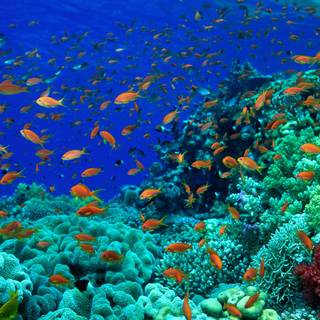 Underwater world wallpaper