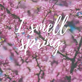 Early spring phone wallpaper