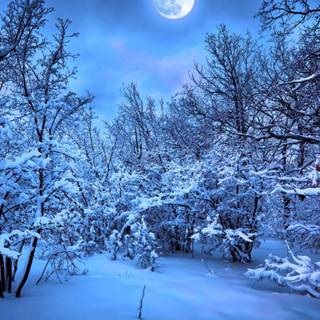 Blue winter phone wallpaper