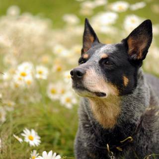 Australian Cattle Dog wallpaper