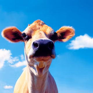 Farm animal wallpaper