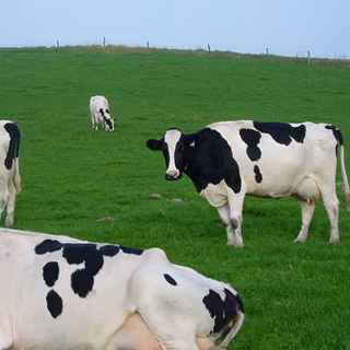 Farm animal wallpaper