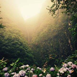 HD nature aesthetic wallpaper