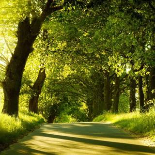 Desktop green nature wallpaper