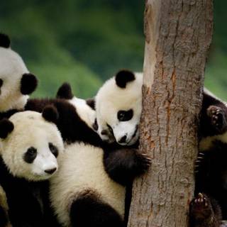 Panda desktop HD wallpaper