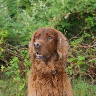 Irish Setter wallpaper