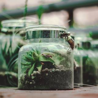 Terrarium wallpaper