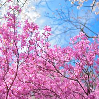 Spring flowers Ultra HD wallpaper