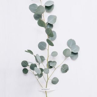 Eucalyptus wallpaper